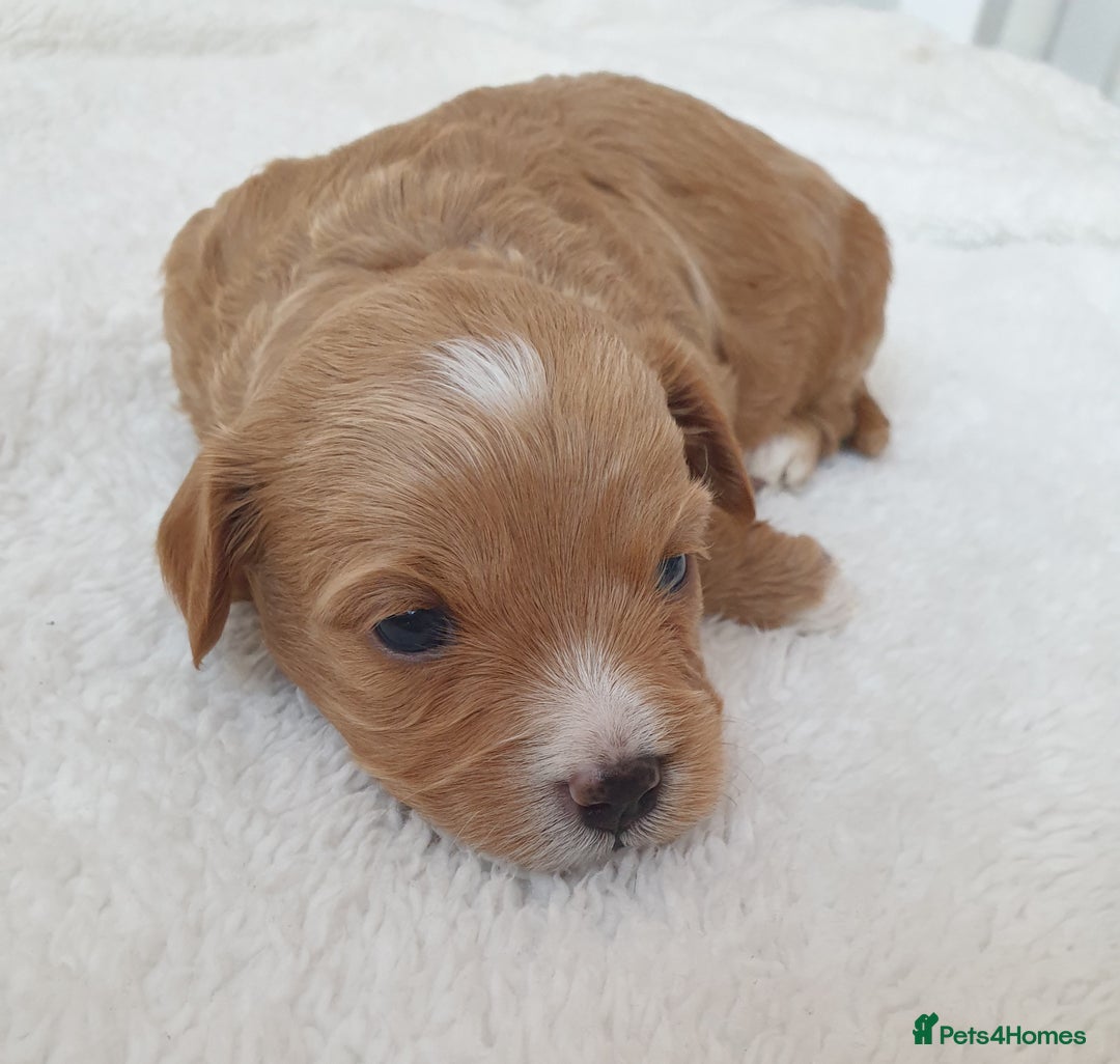 Maltipoo dogs for sale: 6 Pedigree Club registered Maltipoo puppies - Image 4
