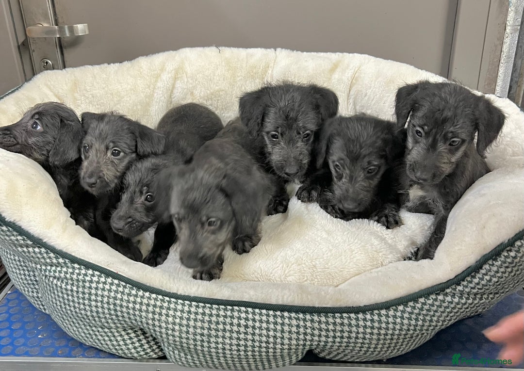 Bedlington Terrier dogs for sale: Fantastic F1 Bedlington x Whippet Puppies - Advert 8