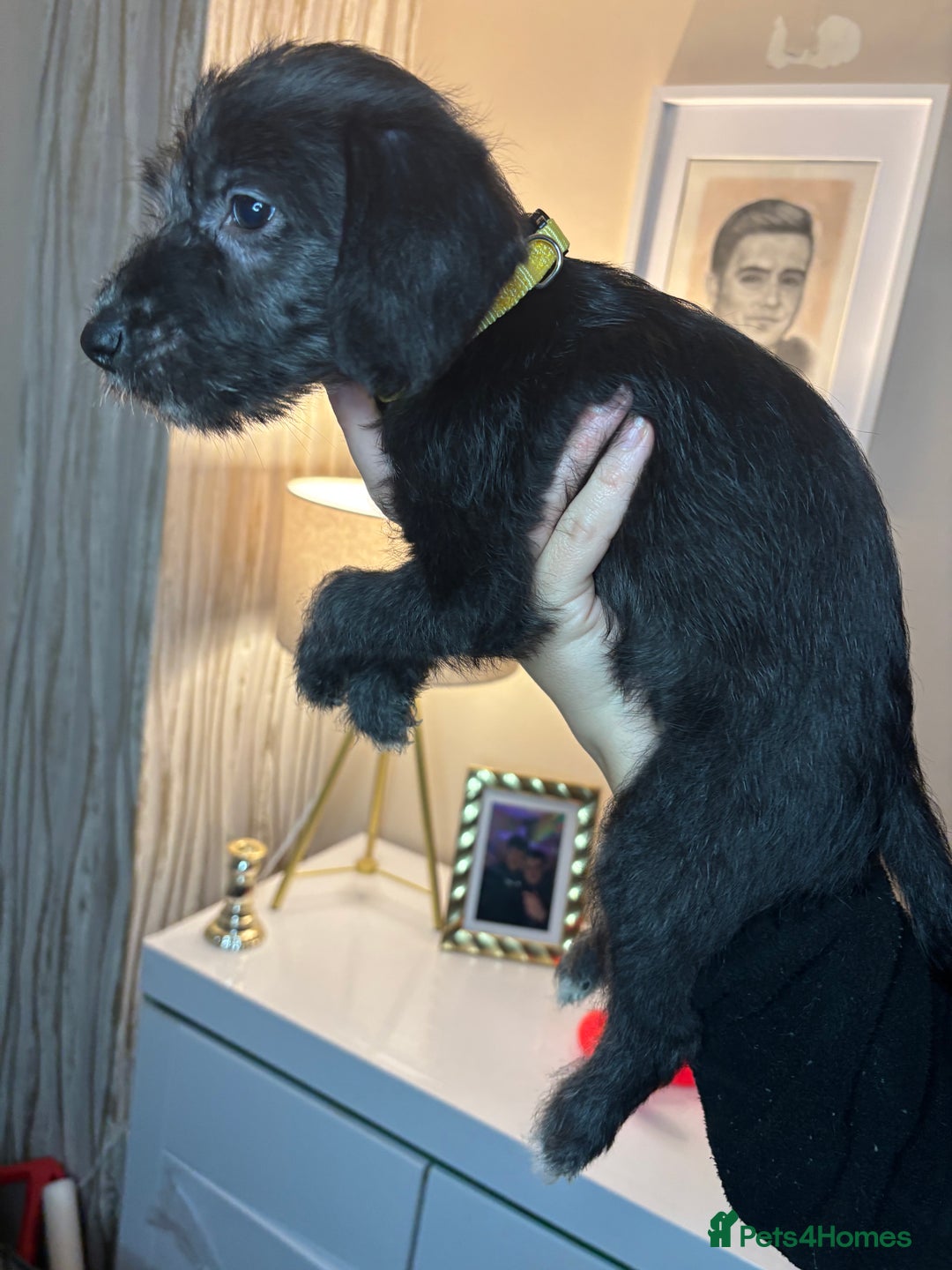 Mixed Breed dogs for sale: 3/4Bedlington 1/4Whippet - Image 13