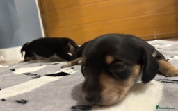 Miniature Dachshund dogs for sale: Mini dachshund puppies - Image 17