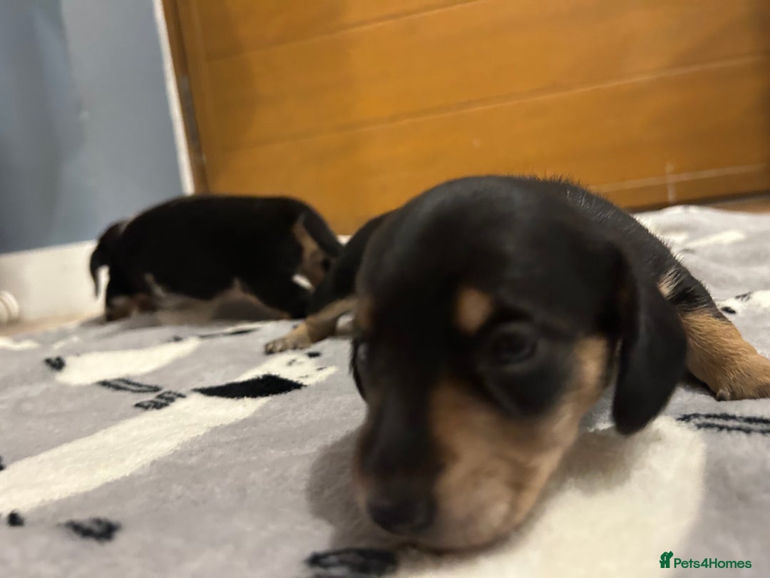 Miniature Dachshund dogs for sale: Mini dachshund puppies - Image 17