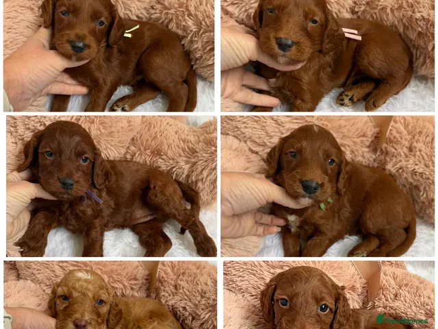 Goldendoodle dogs for sale: Top Quality, Health Tested Multigen Double Doodles - Advert 2
