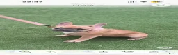 French Bulldog dogs for sale: French bulldog puppies  - Advert 2