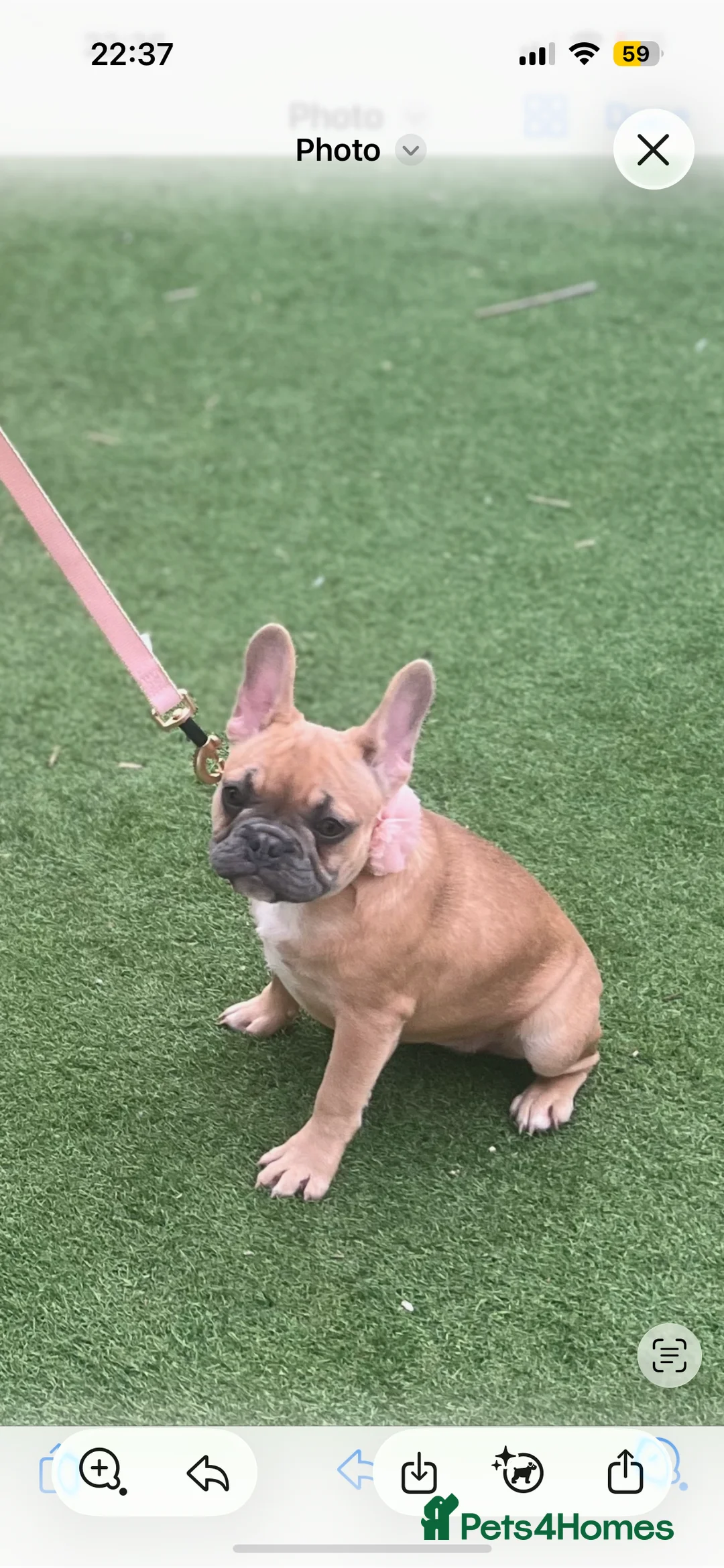 French Bulldog dogs for sale: French bulldog puppies  - Advert 2