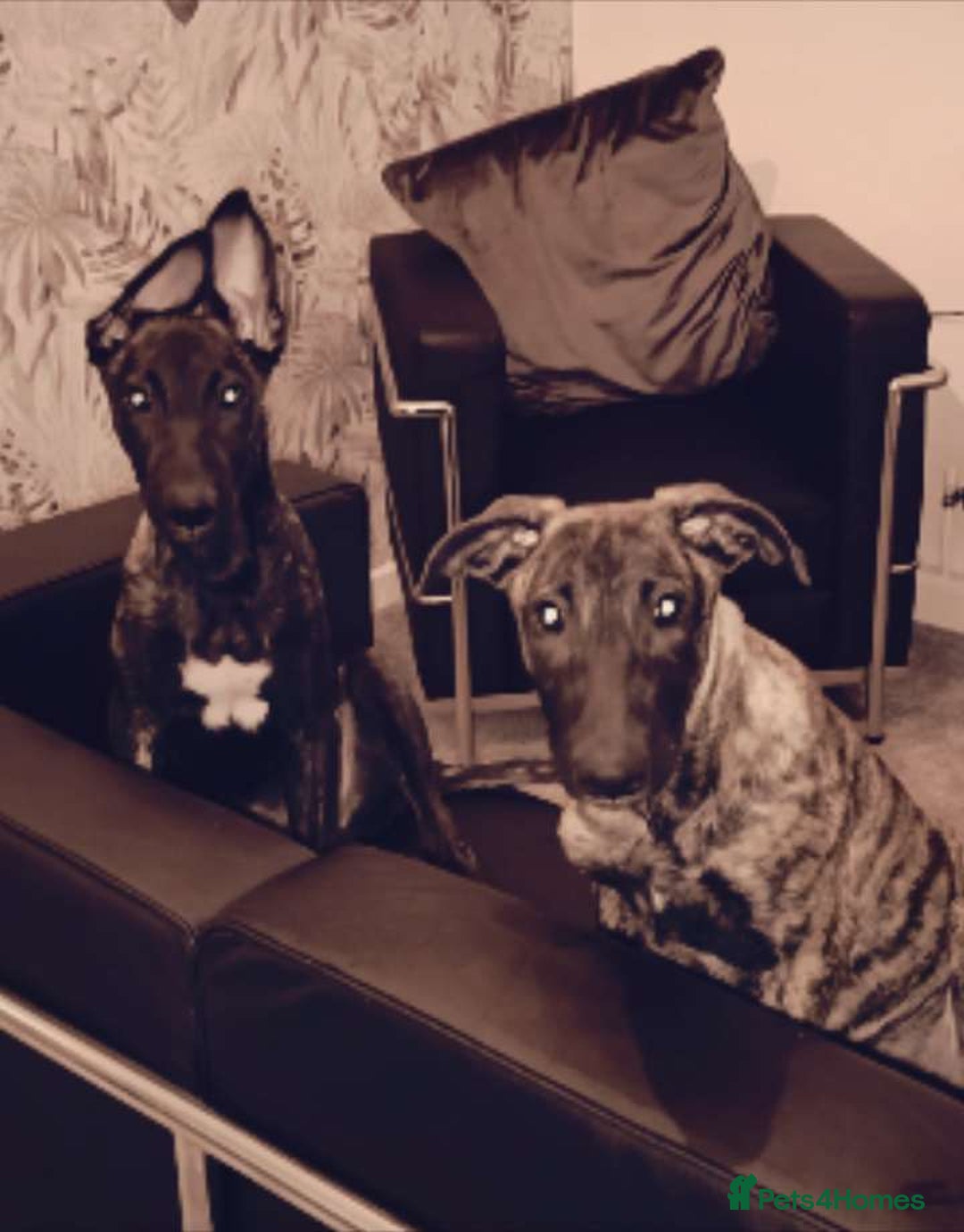 Mixed Breed dogs for sale: Cali the lurcher xmali - Image 3