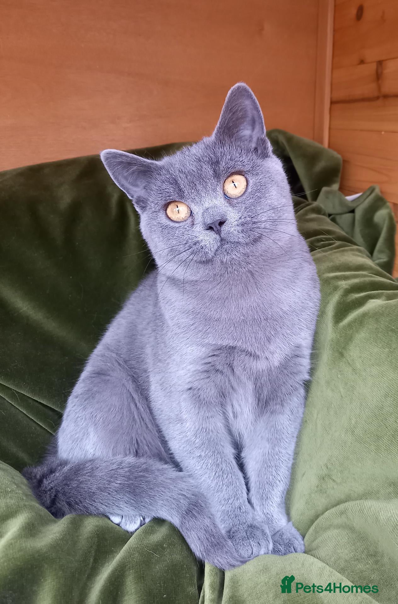 British Shorthair cats Super GCCF registered kittens  - Advert 1