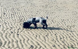 Cocker Spaniel dogs for sale: Stud Spaniel - Blue Roan for sale - Image 2