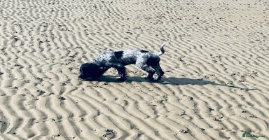 Cocker Spaniel dogs - Advert 8