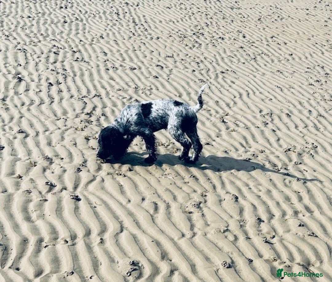Cocker Spaniel dogs for sale: Stud Spaniel - Blue Roan for sale - Image 2