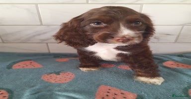Cocker Spaniel dogs - Advert 8