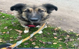 Mixed Breed dogs for adoption: Meet Sidney, currently residing in Cheshire  in Nantwich - Image 13