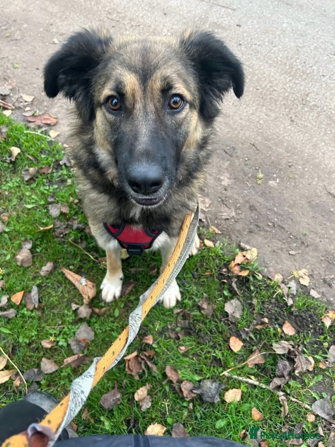 Mixed Breed dogs for adoption: Meet Sidney, currently residing in Cheshire  in Nantwich - Image 13