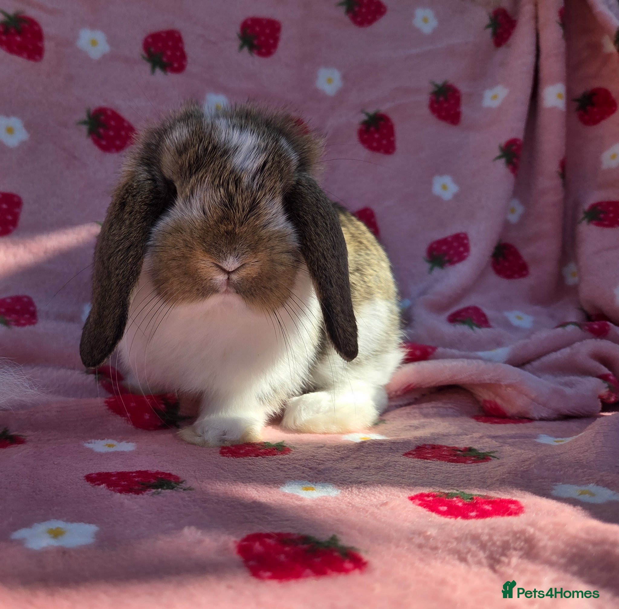 German Lop rabbits Very tame German Lop ☆Last 1 left☆ - Advert 1