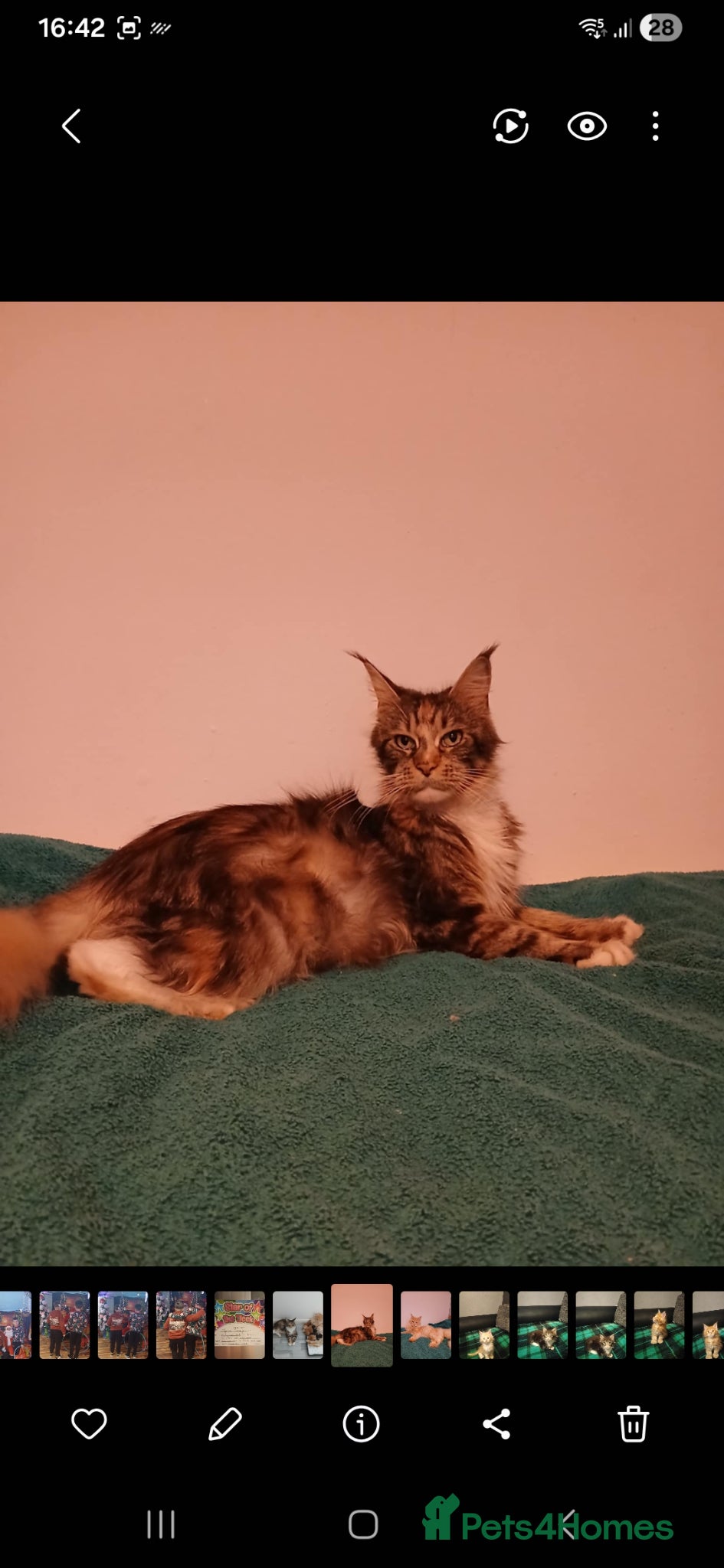 Maine Coon cats Maine cooin boy for sale - Advert 1