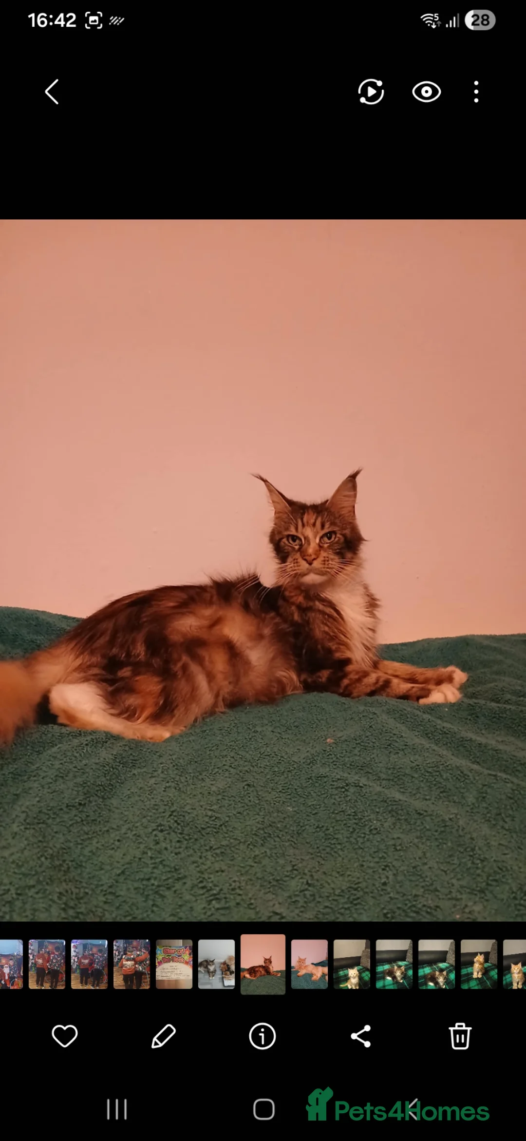 Maine Coon cats for sale: Maine cooin boy for sale - Advert 1