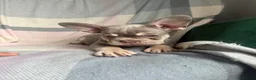French Bulldog dogs for sale: FRENCHBULLDOG PUPPIES - Advert 5