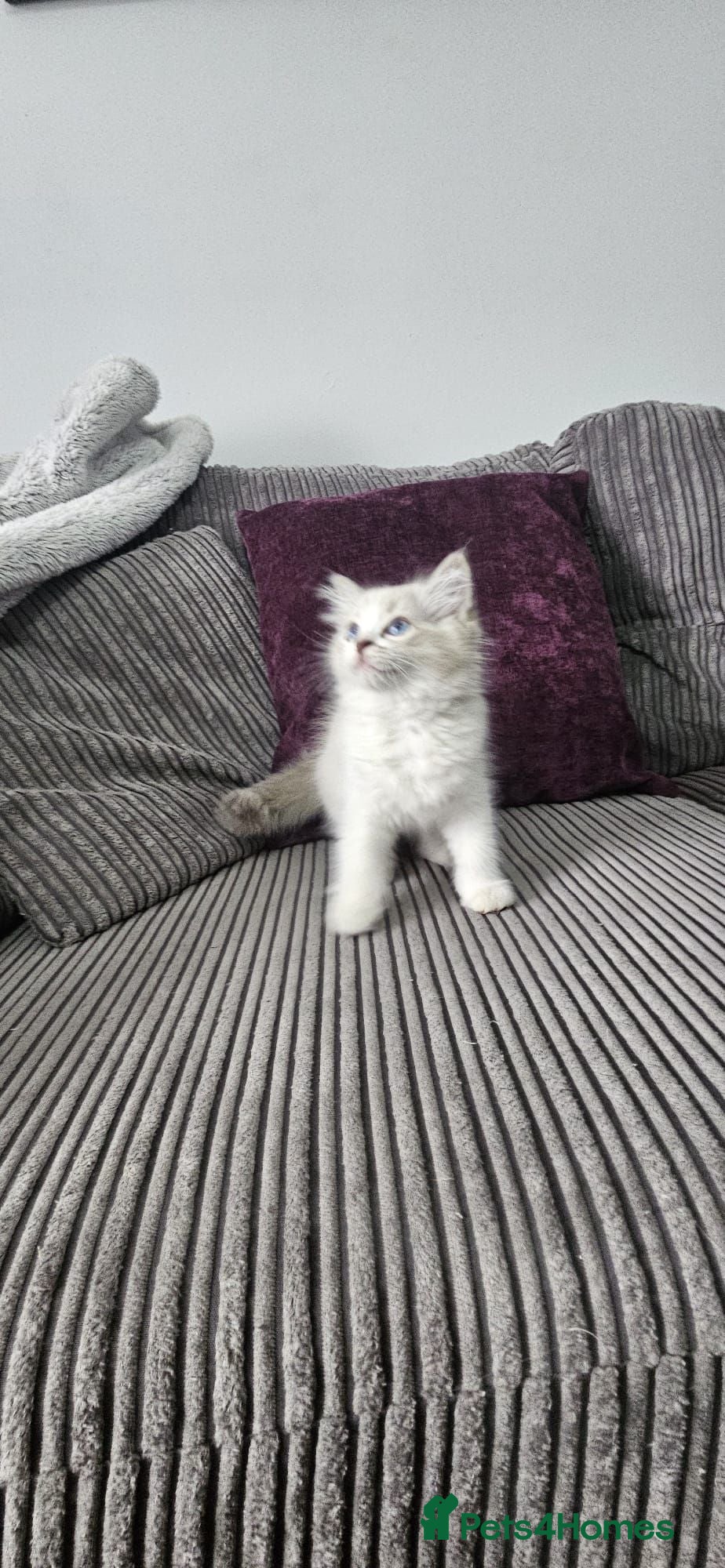 Ragdoll cats Stunning ragdoll kittens looking for new homes - Advert 1
