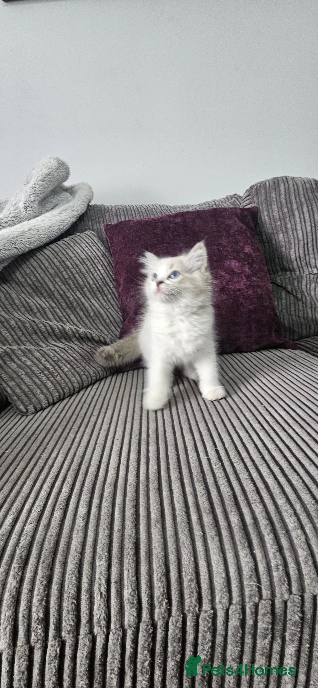 Ragdoll cats for sale: Stunning ragdoll kittens looking for new homes - Advert 1