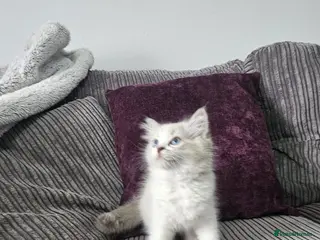 Ragdoll cats Stunning ragdoll kittens looking for new homes - Advert 14