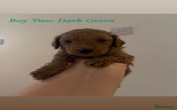 Mixed Breed dogs for sale: Toy Maltipoo X Miniature Labradoodle Puppies - Image 6
