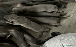 Cane Corso dogs for sale: Beautiful cane corso puppies  - Image 5