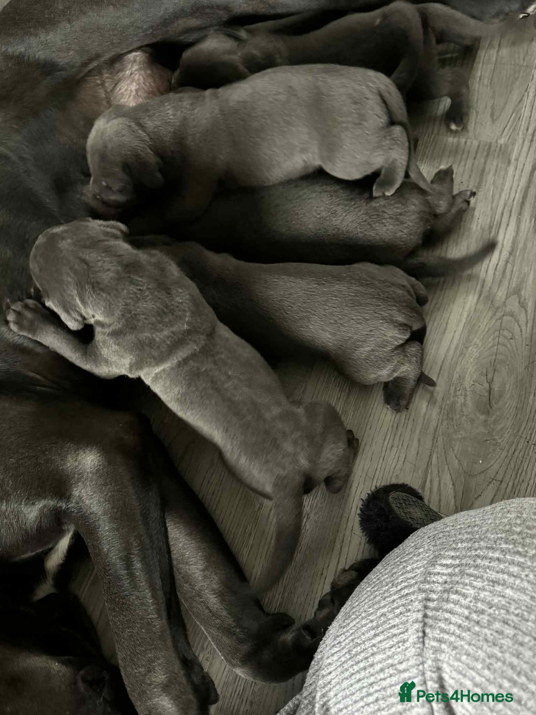 Cane Corso dogs for sale: Beautiful cane corso puppies  - Image 5