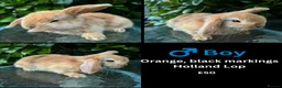 Mini Lop rabbits for sale: Mini lop, holland lop, netherland dwarf - Advert 36