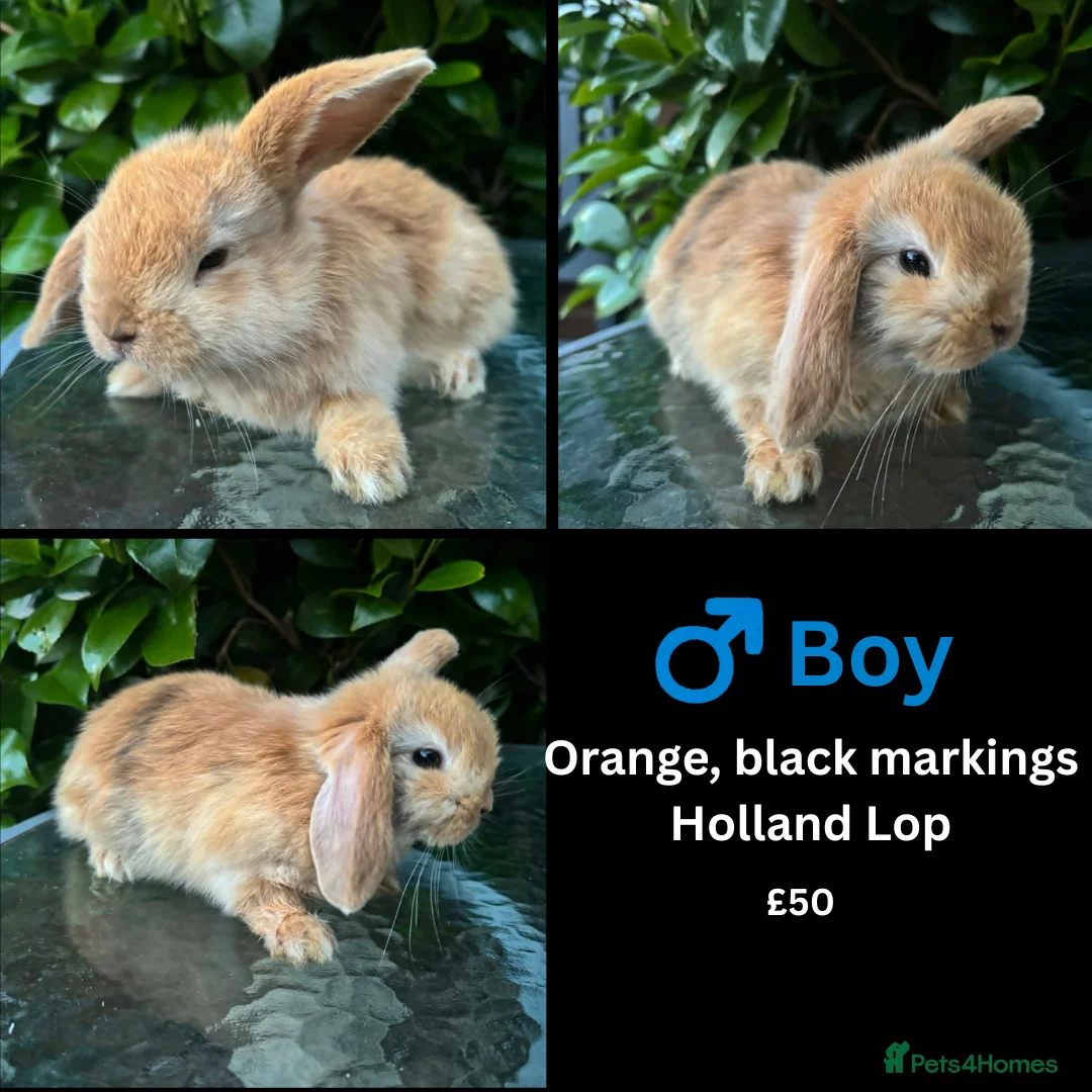 Mini Lop rabbits for sale: Mini lop, holland lop, netherland dwarf - Advert 36