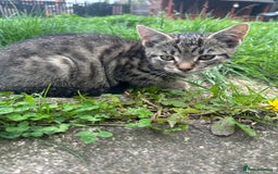 Mixed Breed cats for sale: Lovely adorable kittens - Image 5