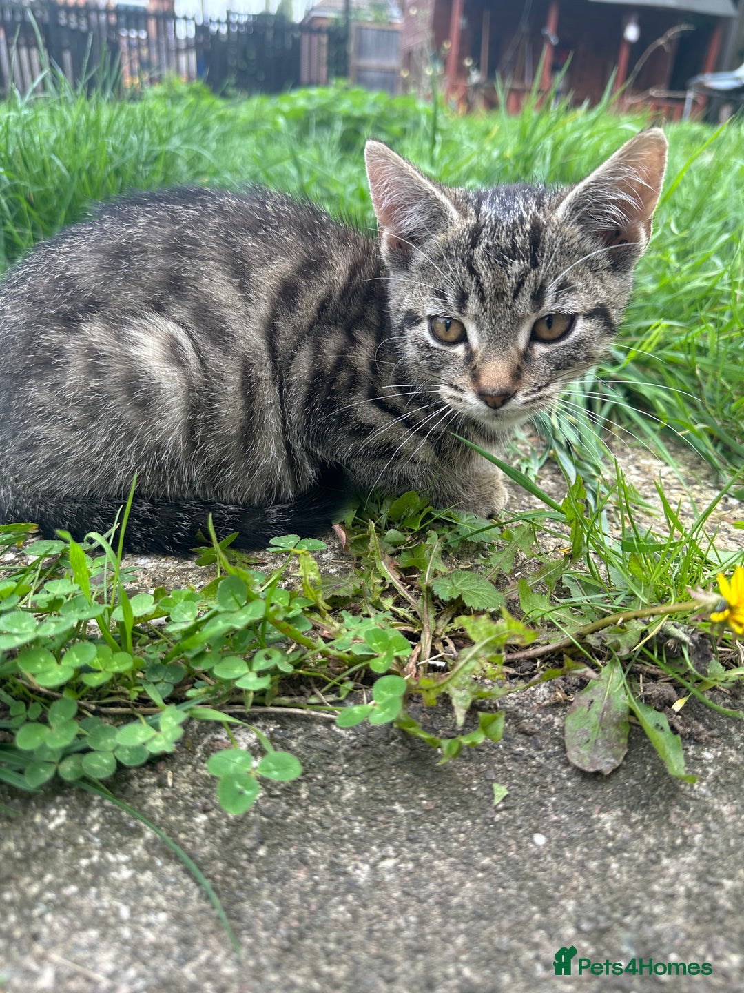 Mixed Breed cats for sale: Lovely adorable kittens - Image 5