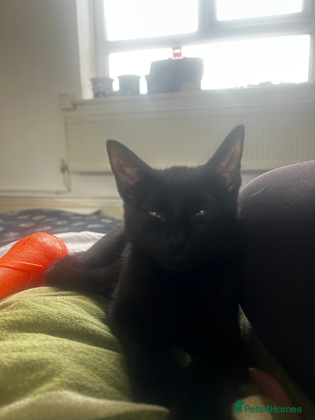 Domestic Shorthair cats for sale: Black 🐈‍⬛ Kitten for Sale  - Image 5