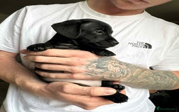Mixed Breed dogs for sale: Miniature dachshund cross - Image 6