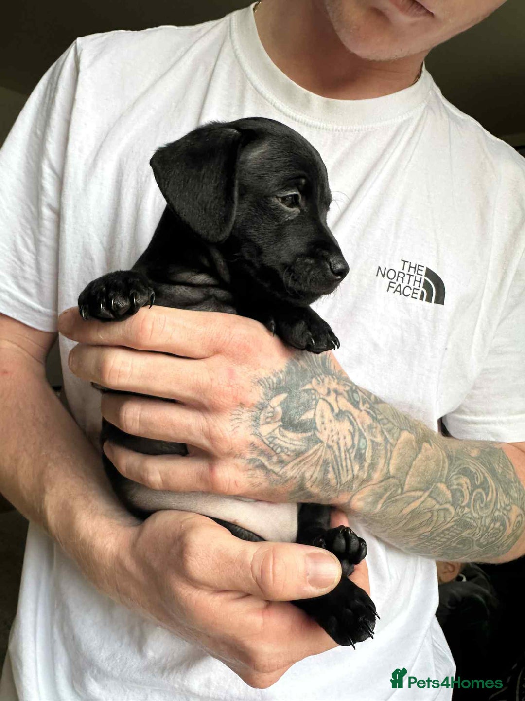 Mixed Breed dogs for sale: Miniature dachshund cross - Image 6