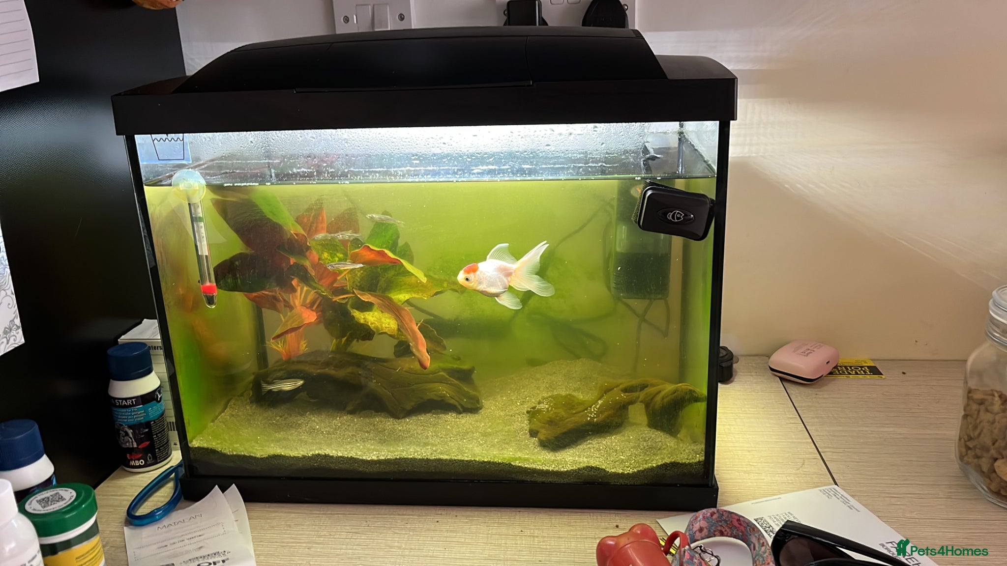 Fancy Goldfish fish Free goldfish and danios - Advert 5