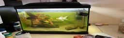 Fancy Goldfish fish for sale: Free goldfish and danios - Advert 1