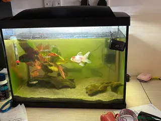 Fancy Goldfish fish Free goldfish and danios - Advert 2