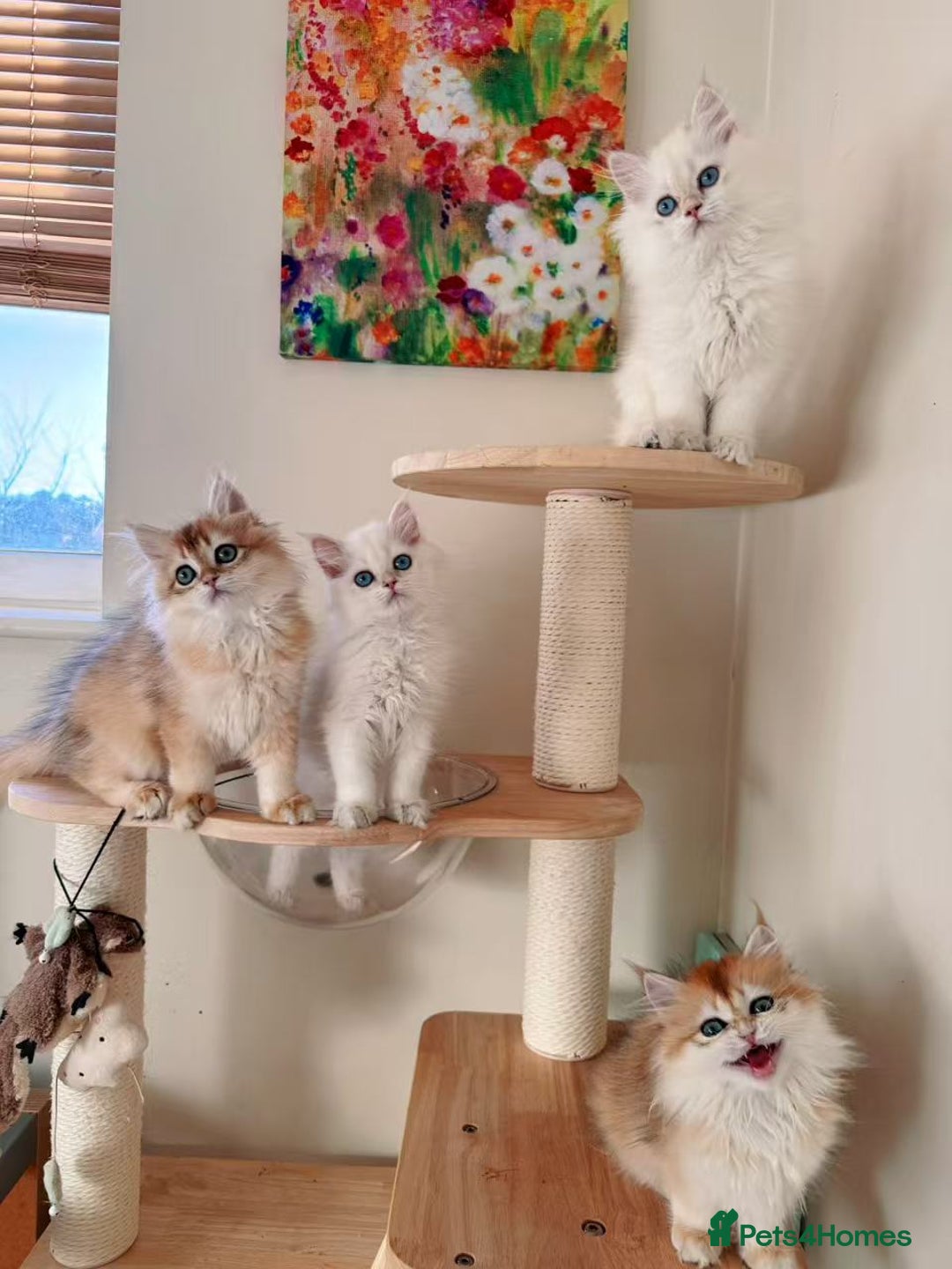 British Longhair cats for sale: Stunning Golden British Longhair Kittens - Advert 8