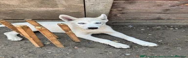 Siberian Husky 1