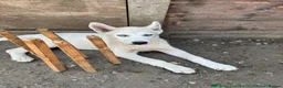 Siberian Husky dogs for sale: Siberian Husky  in London - Advert 2
