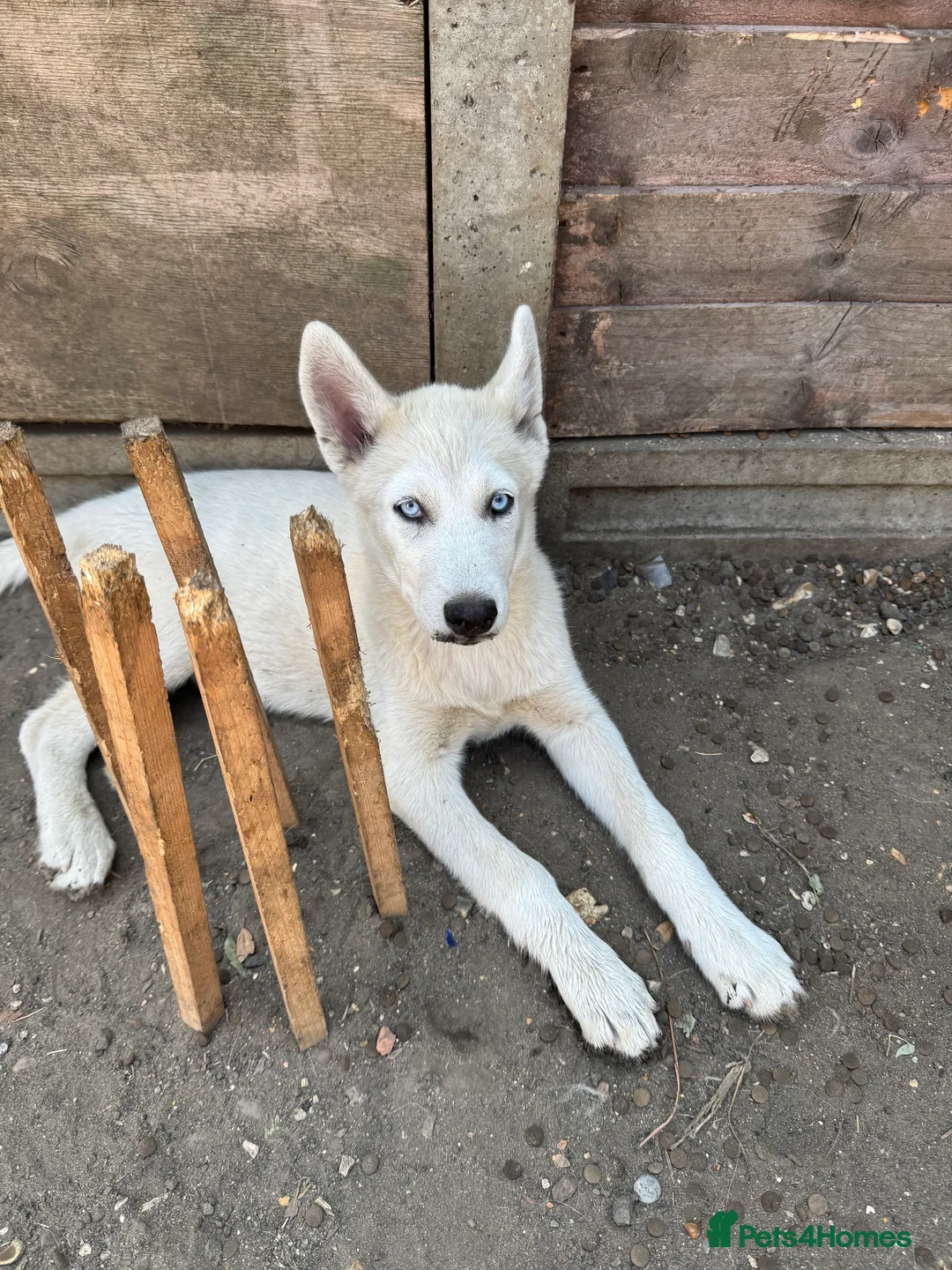 Siberian Husky dogs for sale: Siberian Husky  in London - Advert 2