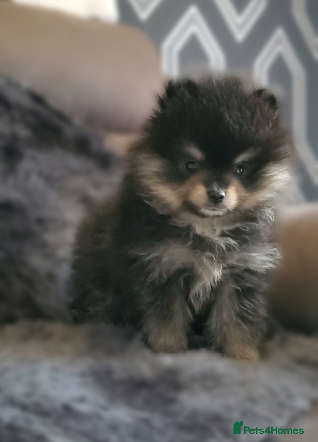 Pomeranian dogs for stud: Kc Pomeranian For Stud Duties - Advert 20