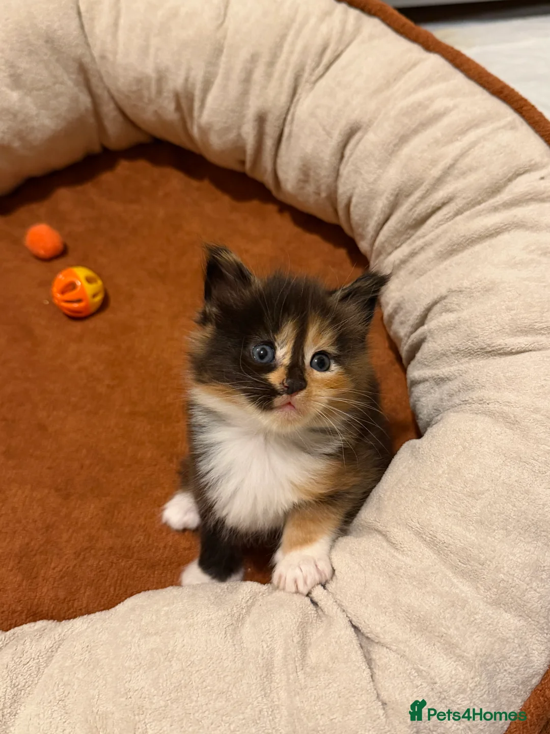 Maine Coon cats for sale: 5 Beautiful Mainecoon Kittens ❤️  - Advert 11