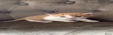 Mixed Breed 4 ginger and white female 🐈