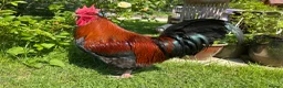 Chickens poultry for sale: Copper - Welsummer X in Malvern - Advert 1