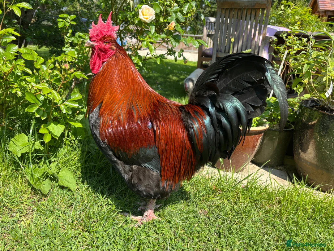 Chickens poultry for sale: Copper - Welsummer X in Malvern - Advert 1