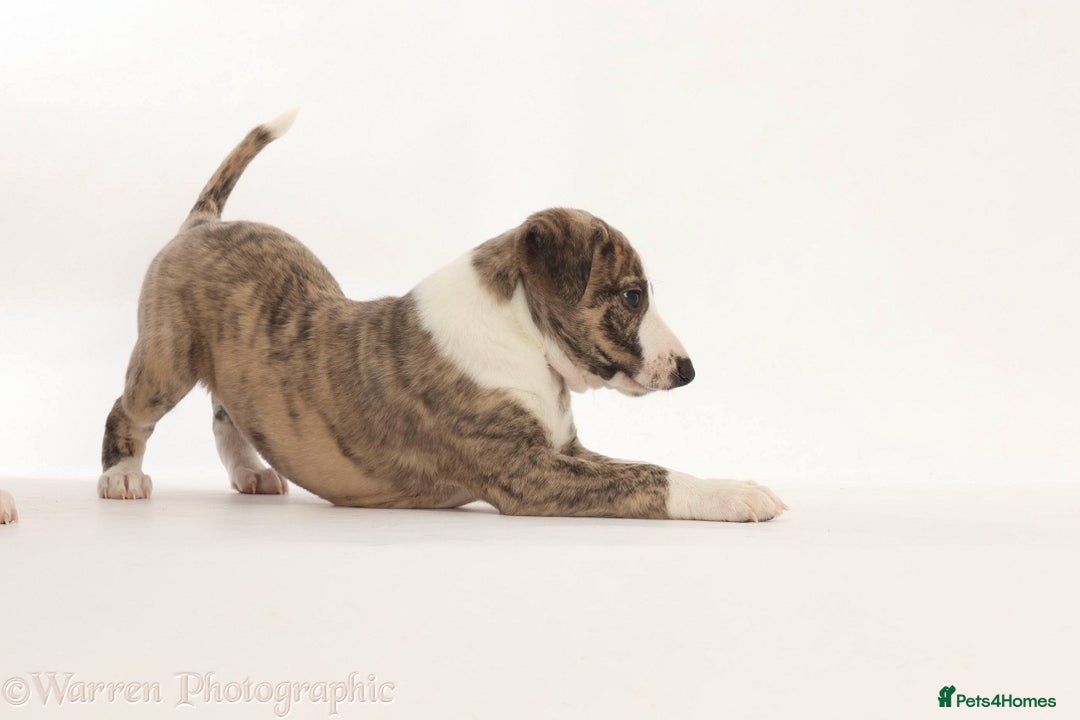 Whippet dogs for sale: Adorable kennel Club registered little Girl  - Advert 5