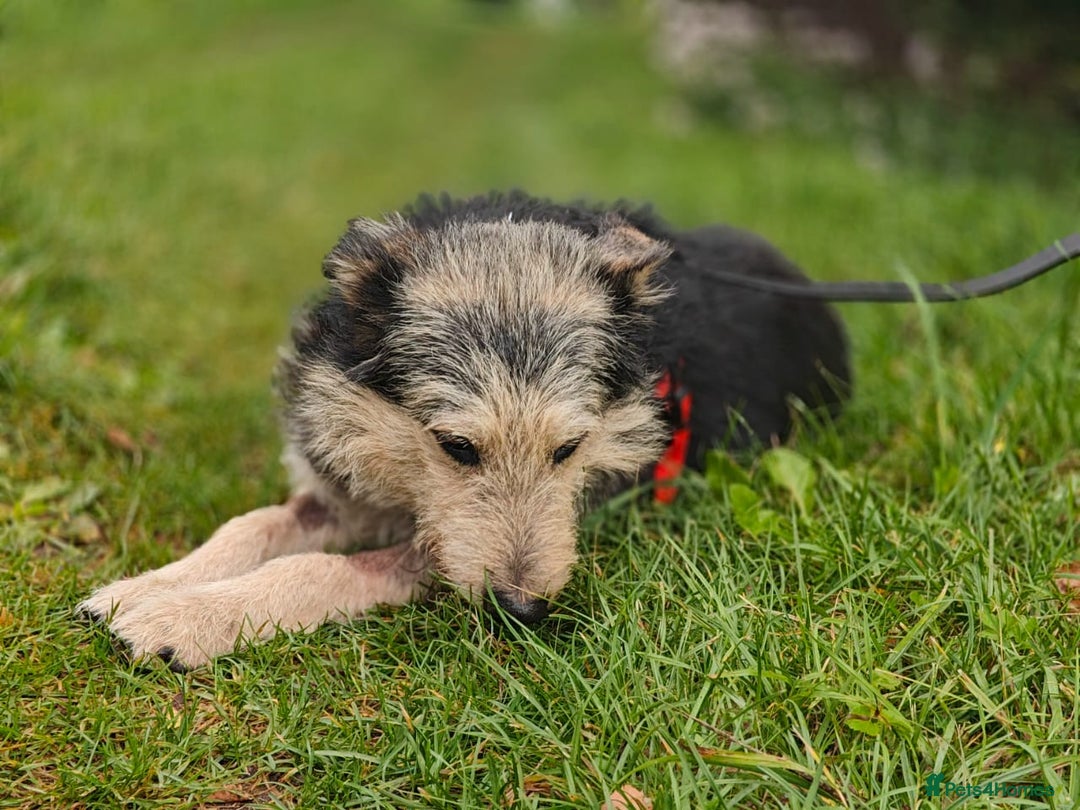 Mixed Breed dogs for adoption: 💙🐶 THEO 🐶💙 - Image 9