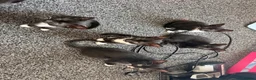 Mixed Breed cats for sale: 5 kittens for sale.  in Ashford - Advert 11
