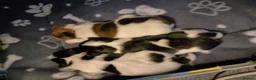 Jack Russell dogs for sale: Beautiful jack Russell puppies  in Bridgwater - Advert 15