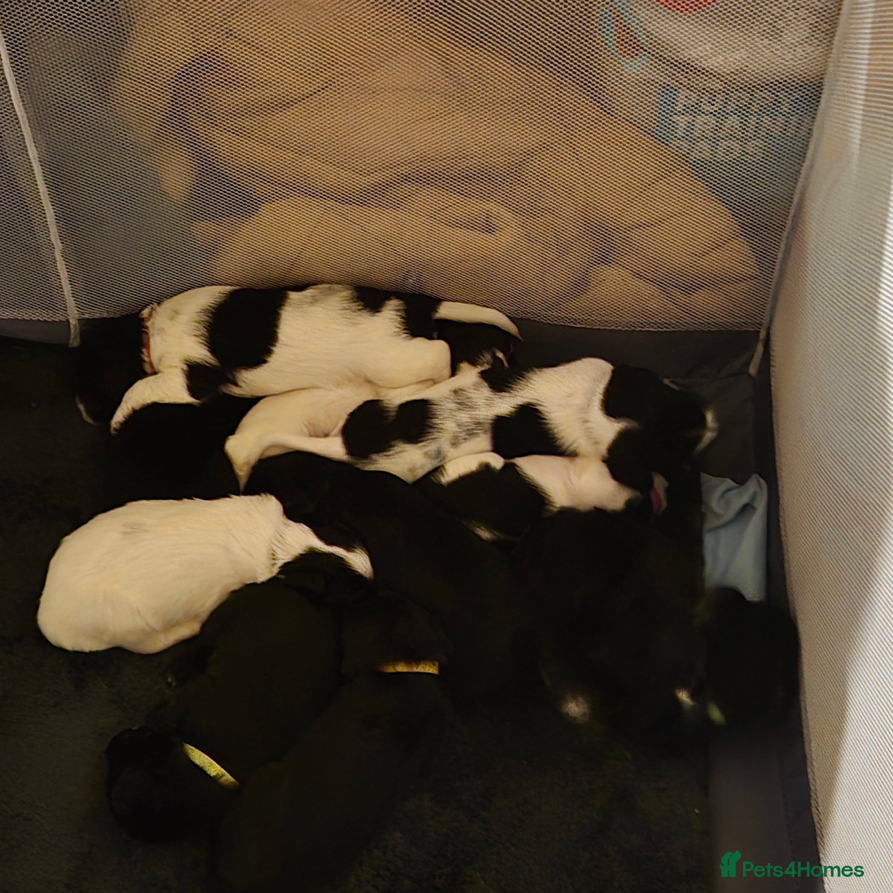 Mixed Breed dogs Springer cross puppies  - Advert 5